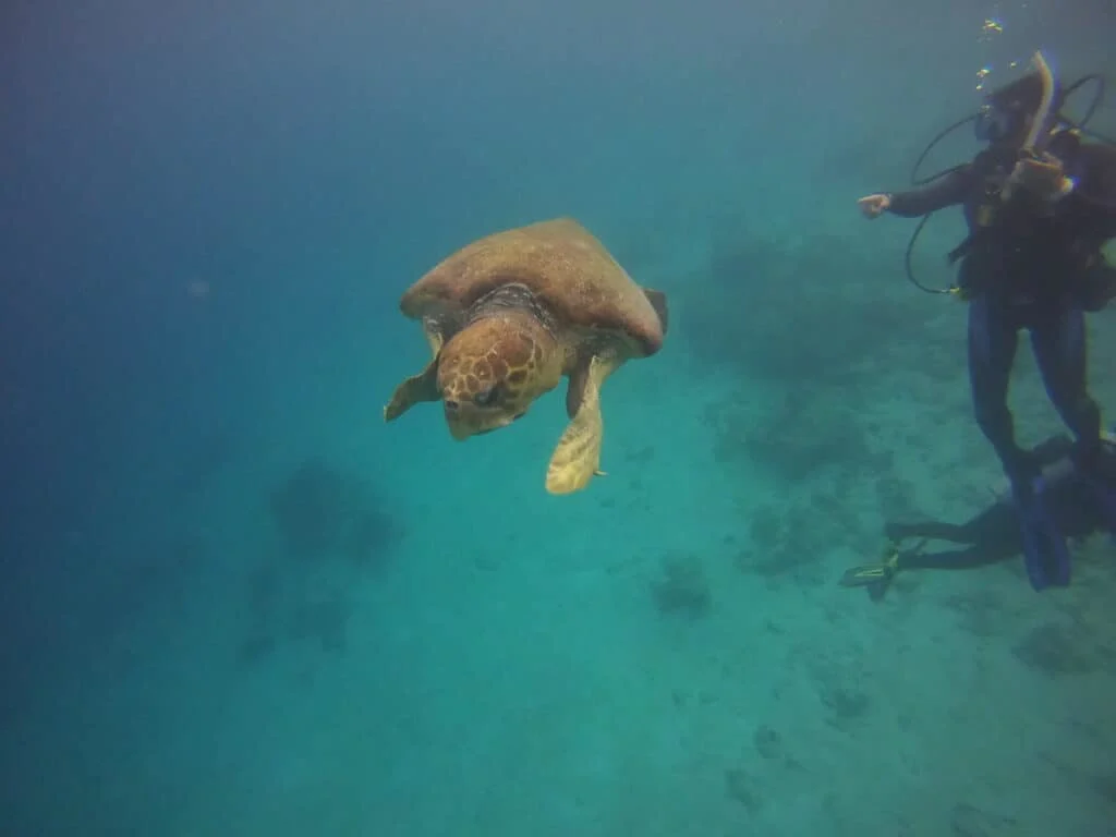 Blue Hole Turtle