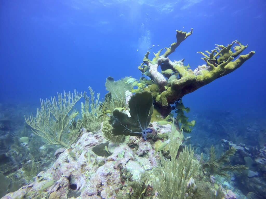 Coral Formations Belize