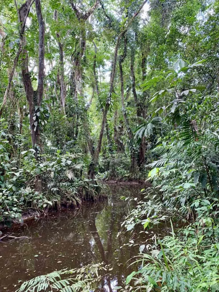 Dense Jungle Hike Belize