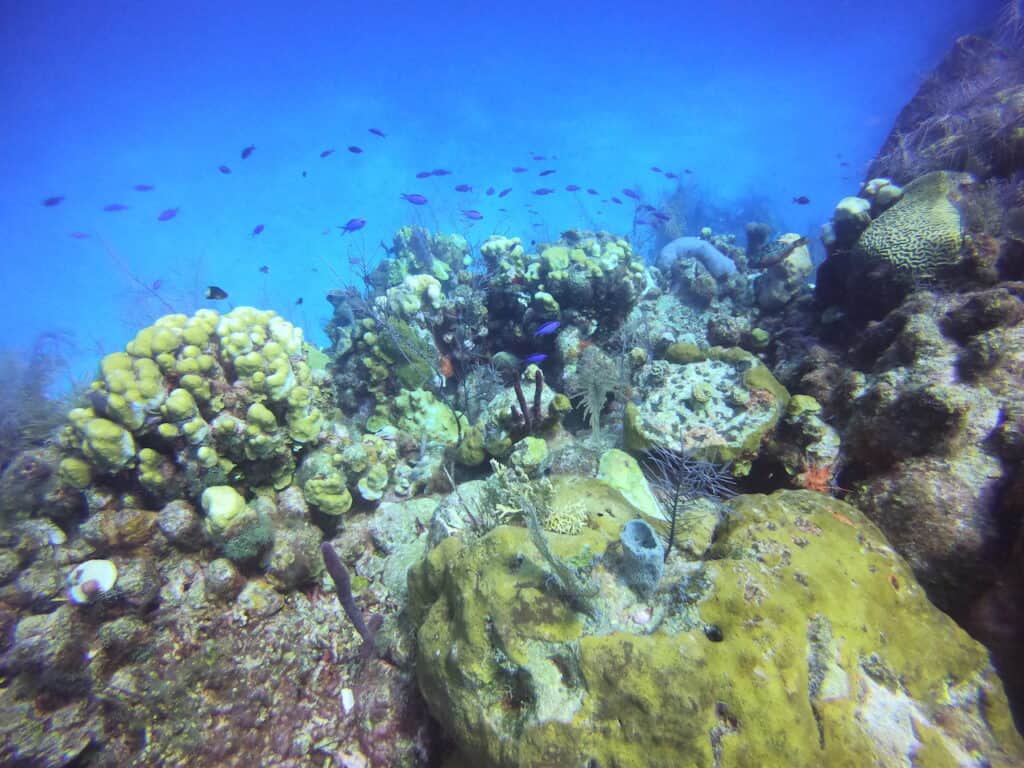 Diving Half Moon Caye