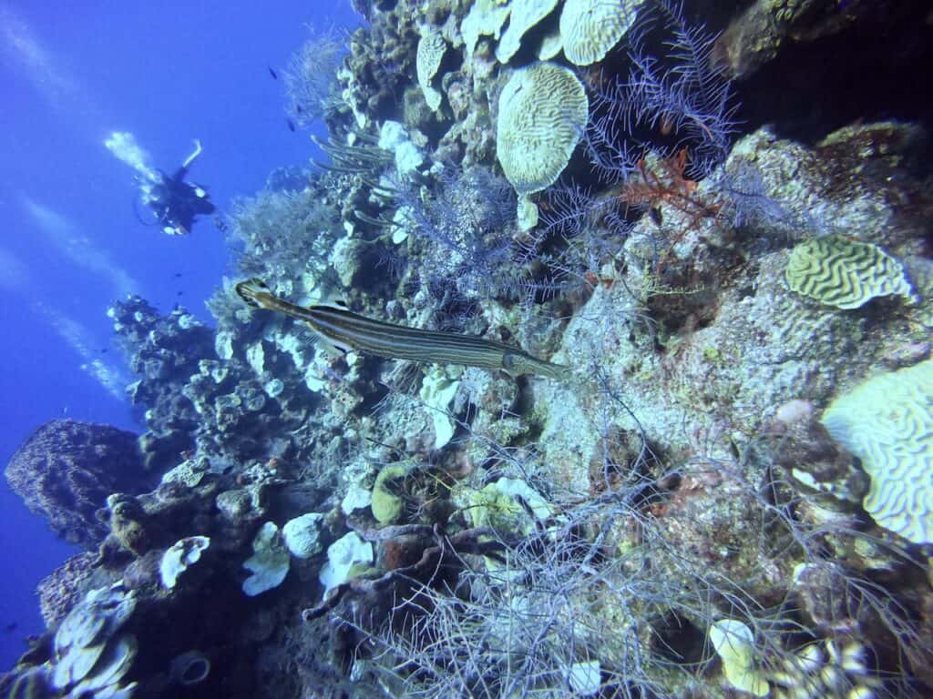 Half Moon Caye Belize