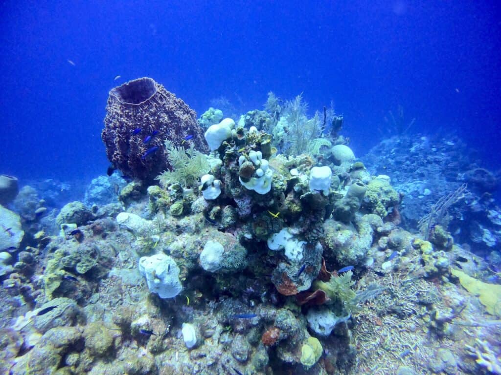 Half Moon Caye Diving