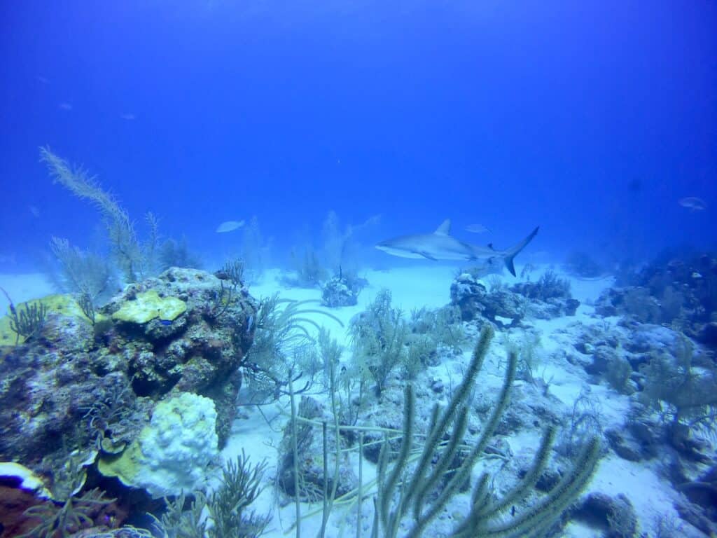 Half Moon Caye Shark