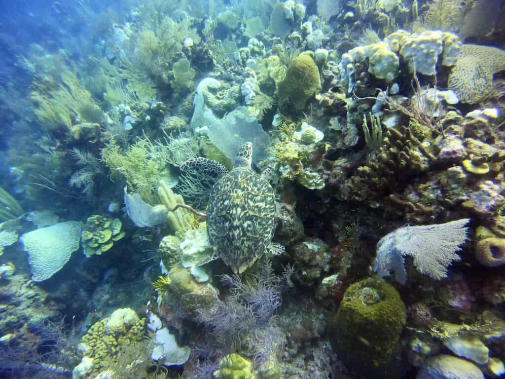 Long Moon Caye Dive