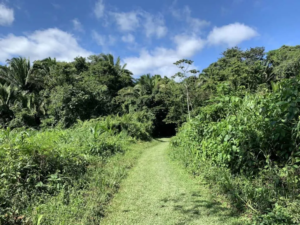Lush Greenery Belize Hiking