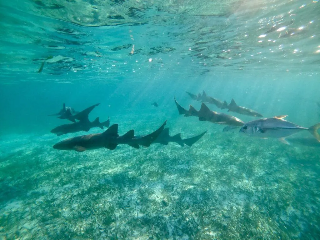 Nurse Sharks Belize