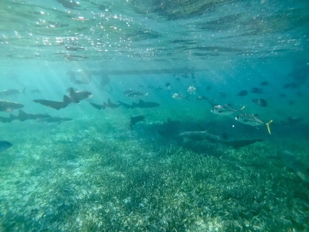 Nurse Sharks Belize Barrier Reef