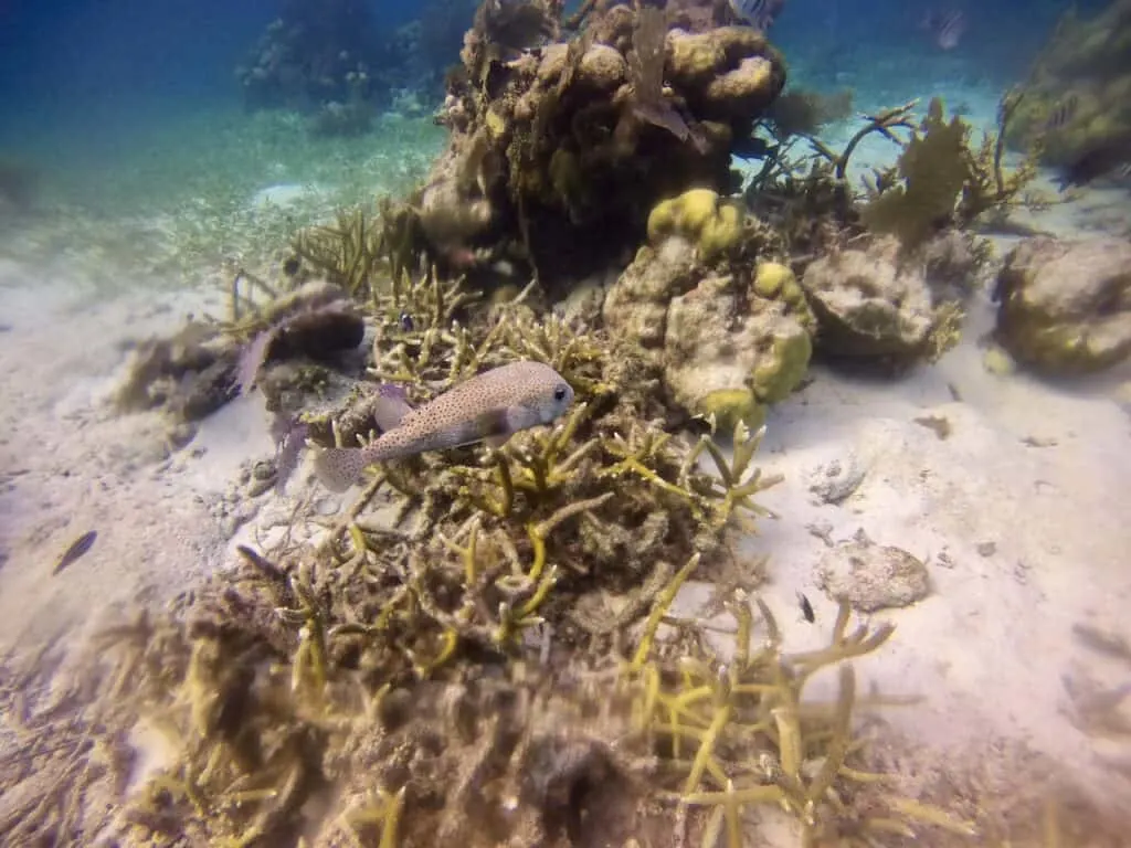 Pufferfish Belize