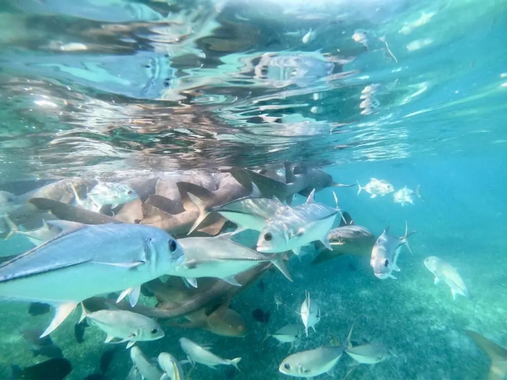 Shark Ray Alley Belize