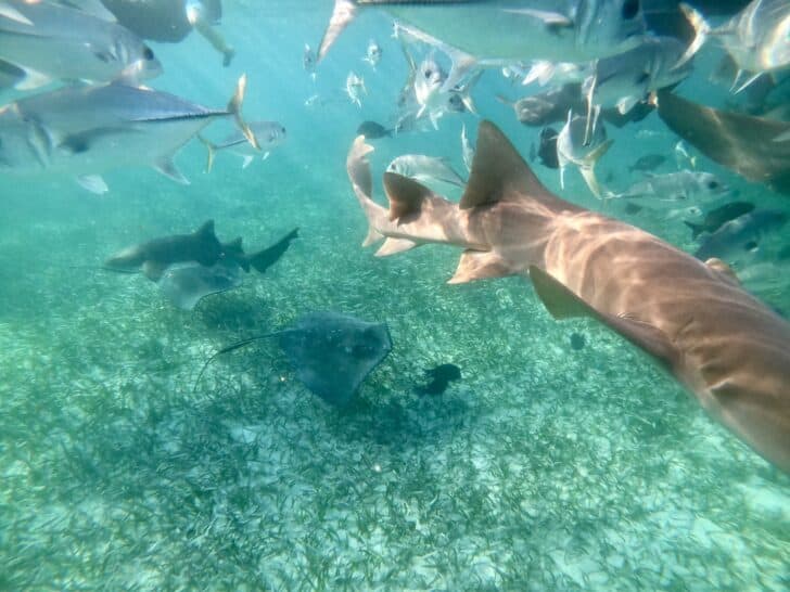Shark Ray Alley & Hol Chan Marine Reserve (Belize’s Best Snorkel Spot)