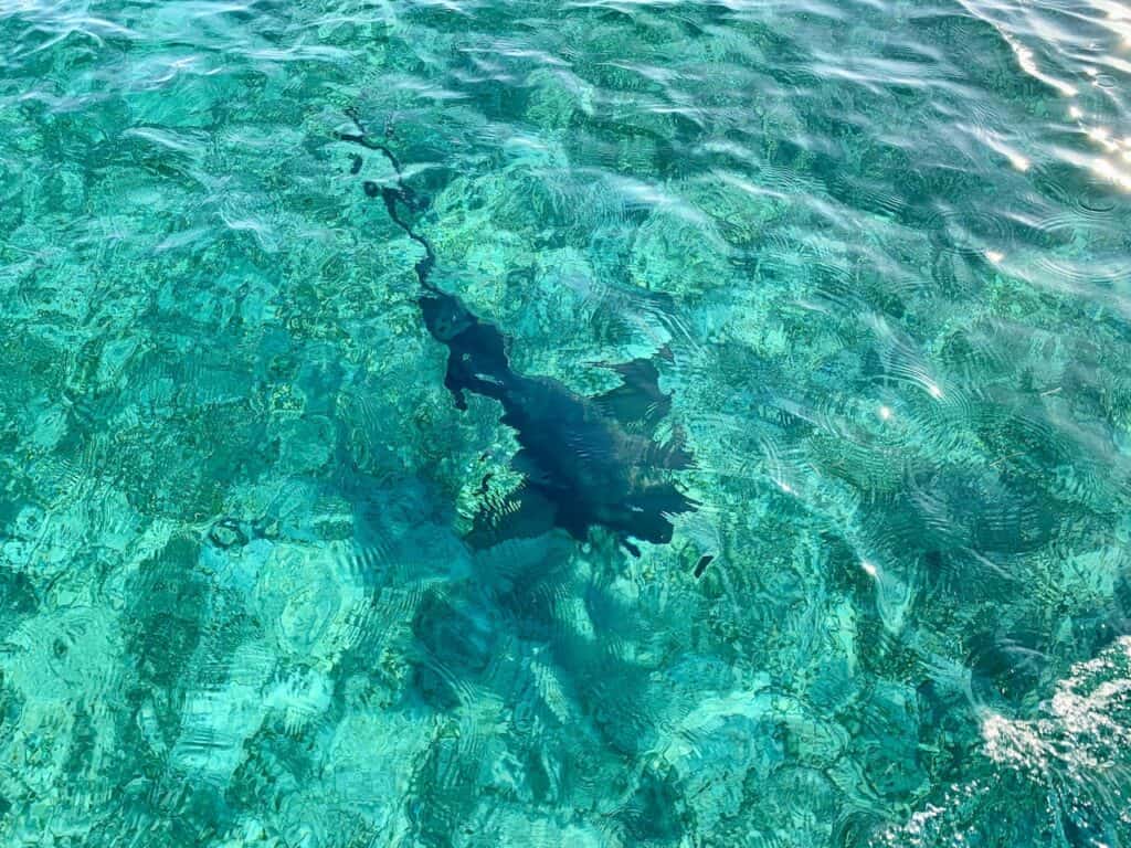 Sharks from Boat Belize