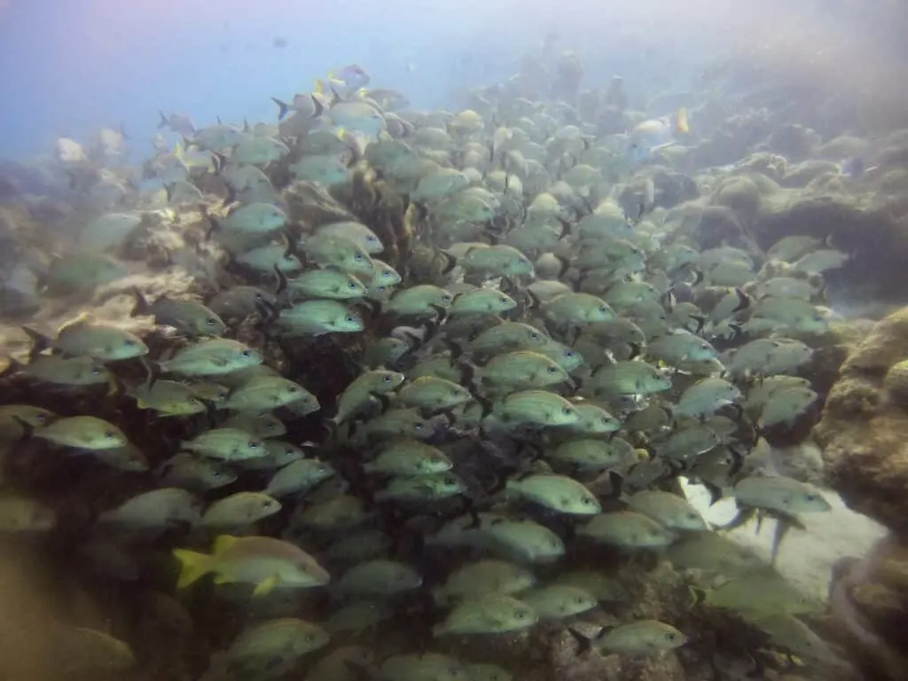 Snorkeling Fish Belize
