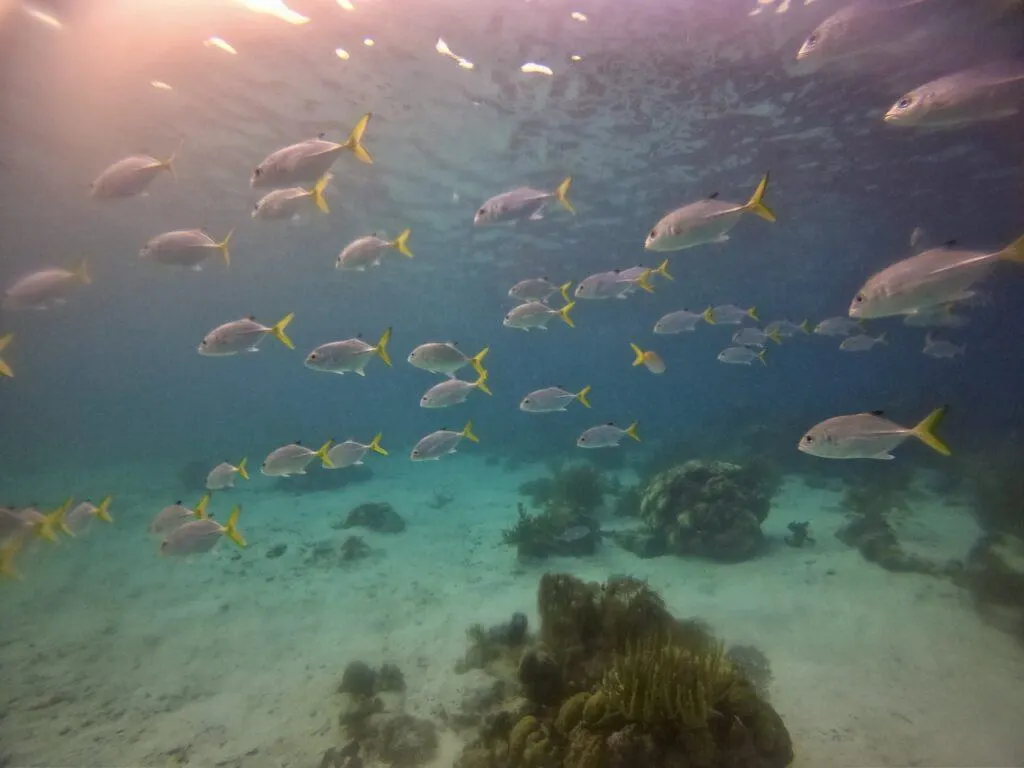 Snorkeling Hol Chan