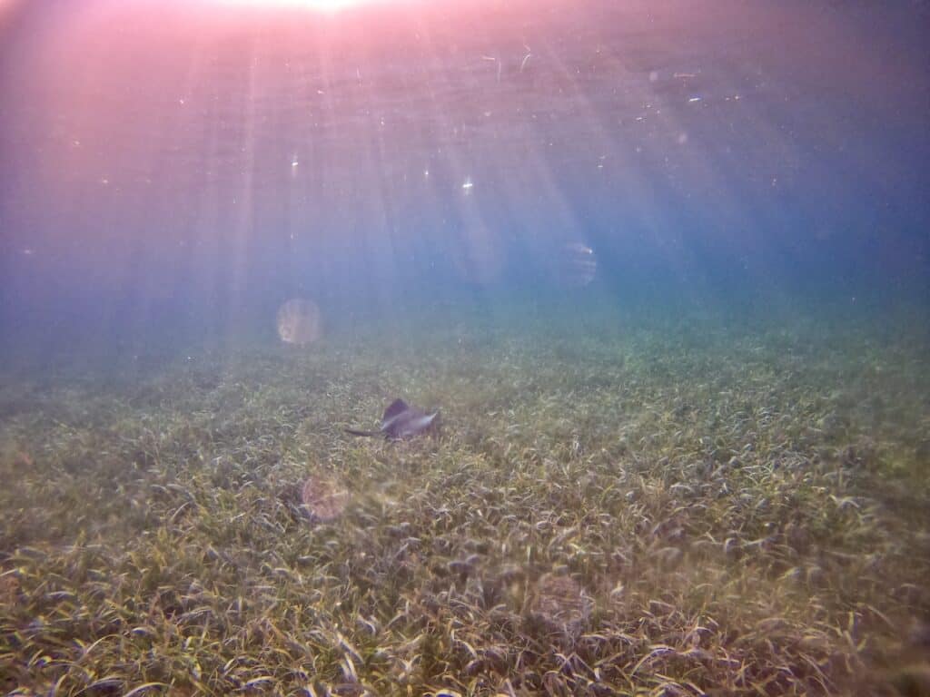 Sting Ray Belize Snorkel