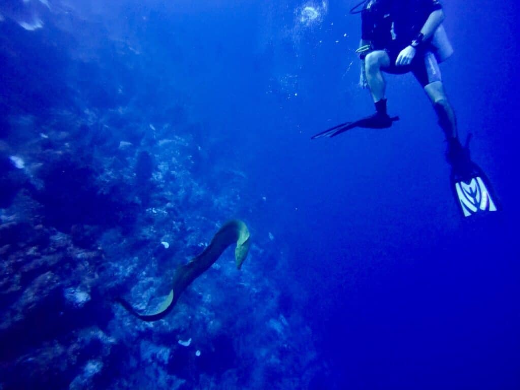 The Aquarium Belize Eel