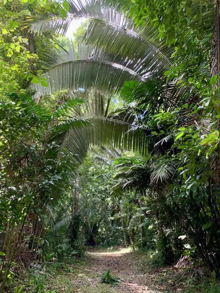 Trees Hiking Belize