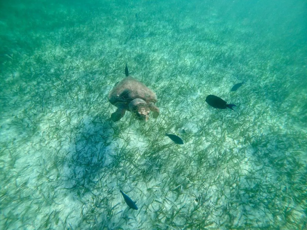 Turtles in Shark Ray Alley