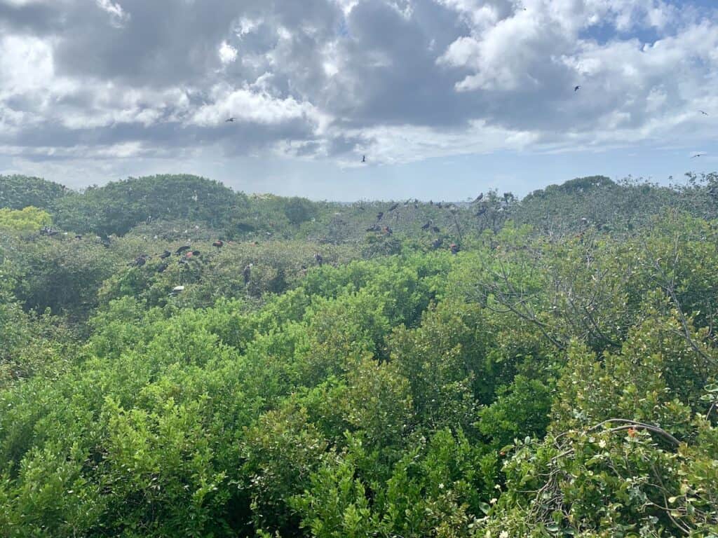 Ziricote trees and red footed Boobies