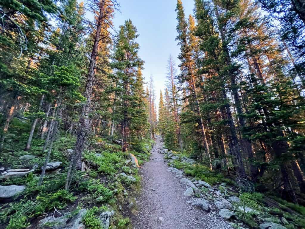RMNP Tree Trail