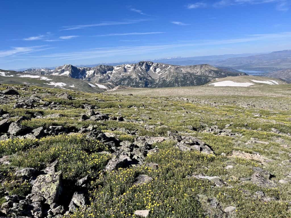 Wildflowers RMNP