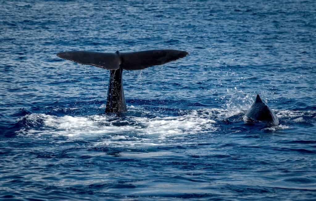 Dominica Whales