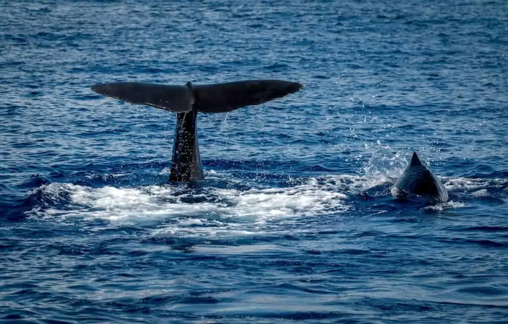 Dominica Whales