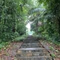 Singapore Forest