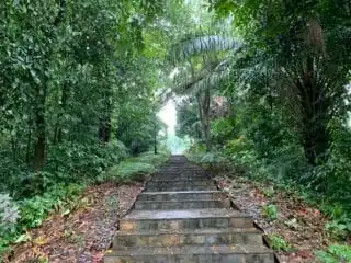 Singapore Forest
